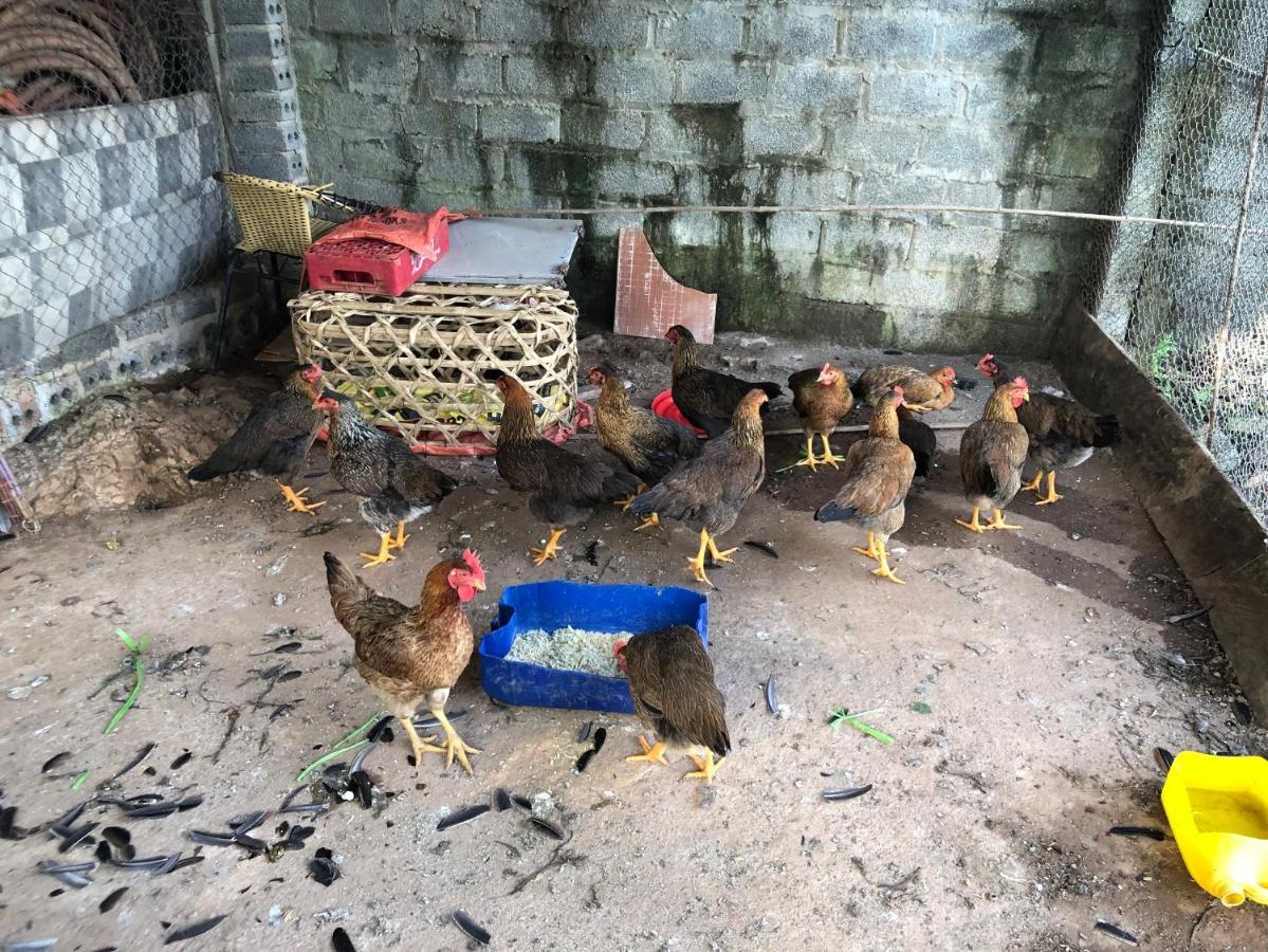 Son Thuy Homestay Ha Giang Esterno foto